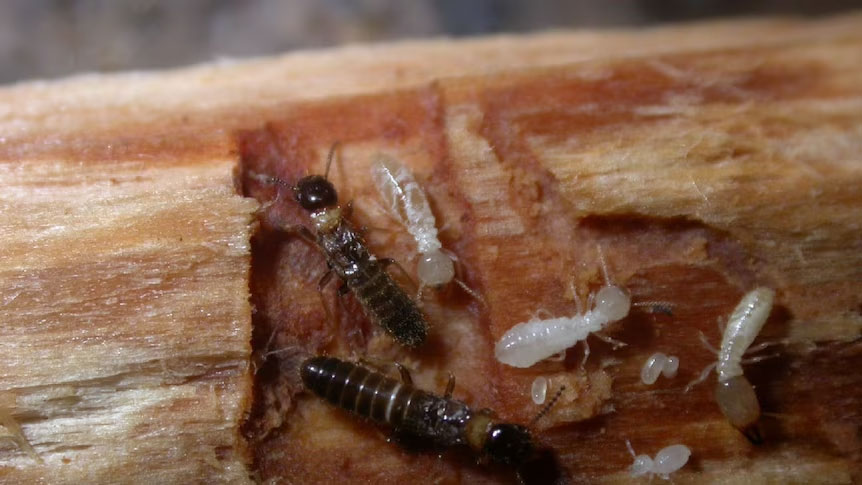 termites common in the hills district
